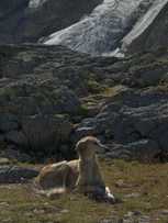 Bild: Assamir beim Ruhen auf dem Tierbergli 376